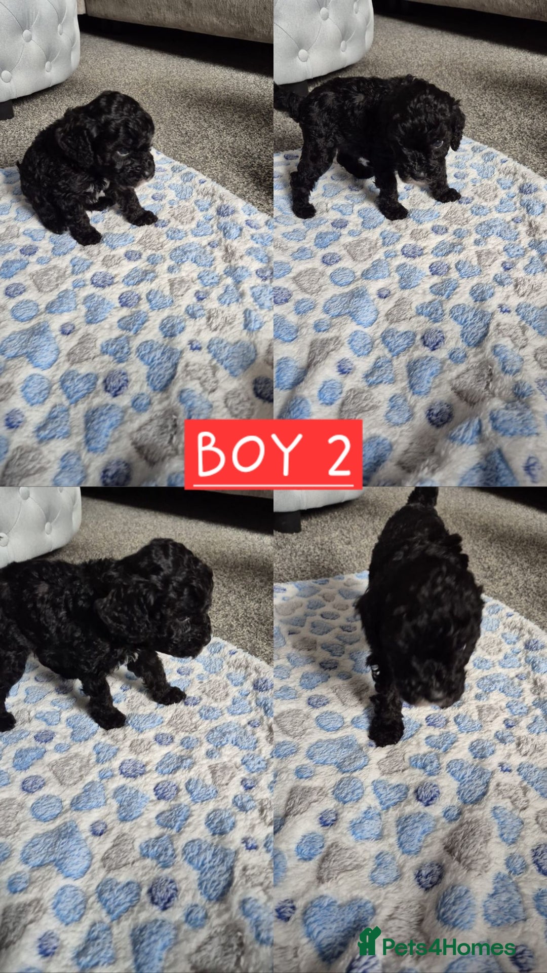 Cockapoo dogs for sale: F2 Cockapoos - Image 4