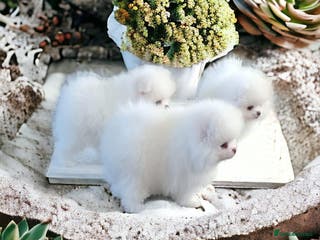 Pomeranian dogs Quality Pure white pomeranian puppies - Advert 10