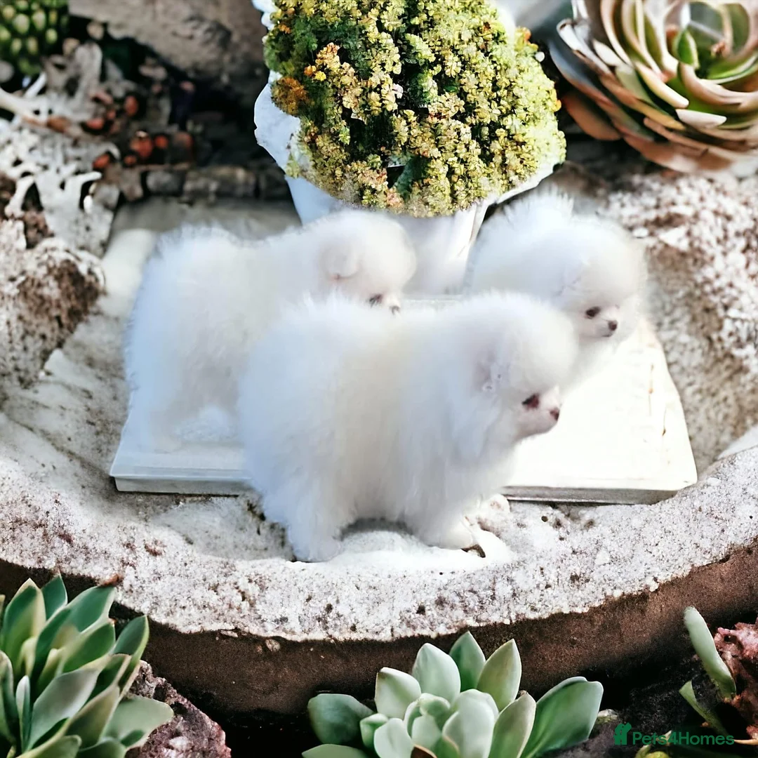 Pomeranian dogs for sale:  Pure white pomeranian puppies ready to leave  - Advert 3