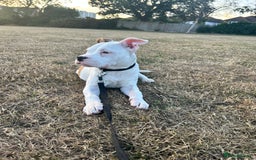 Mixed Breed dogs for sale: Dexter  - Image 14