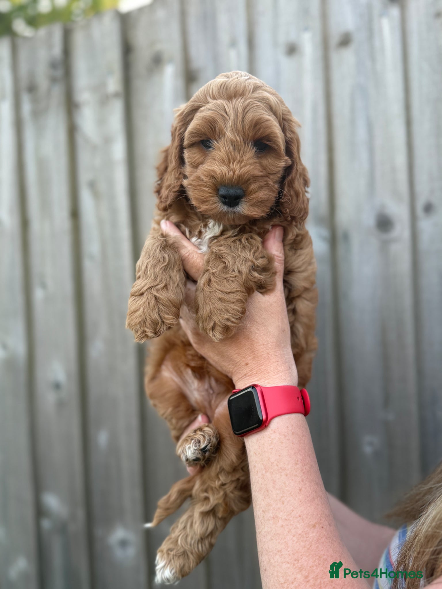 Cockapoo dogs F1 cockapoo puppies - Advert 16