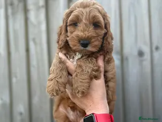Cockapoo dogs F1 cockapoo puppies - Advert 16