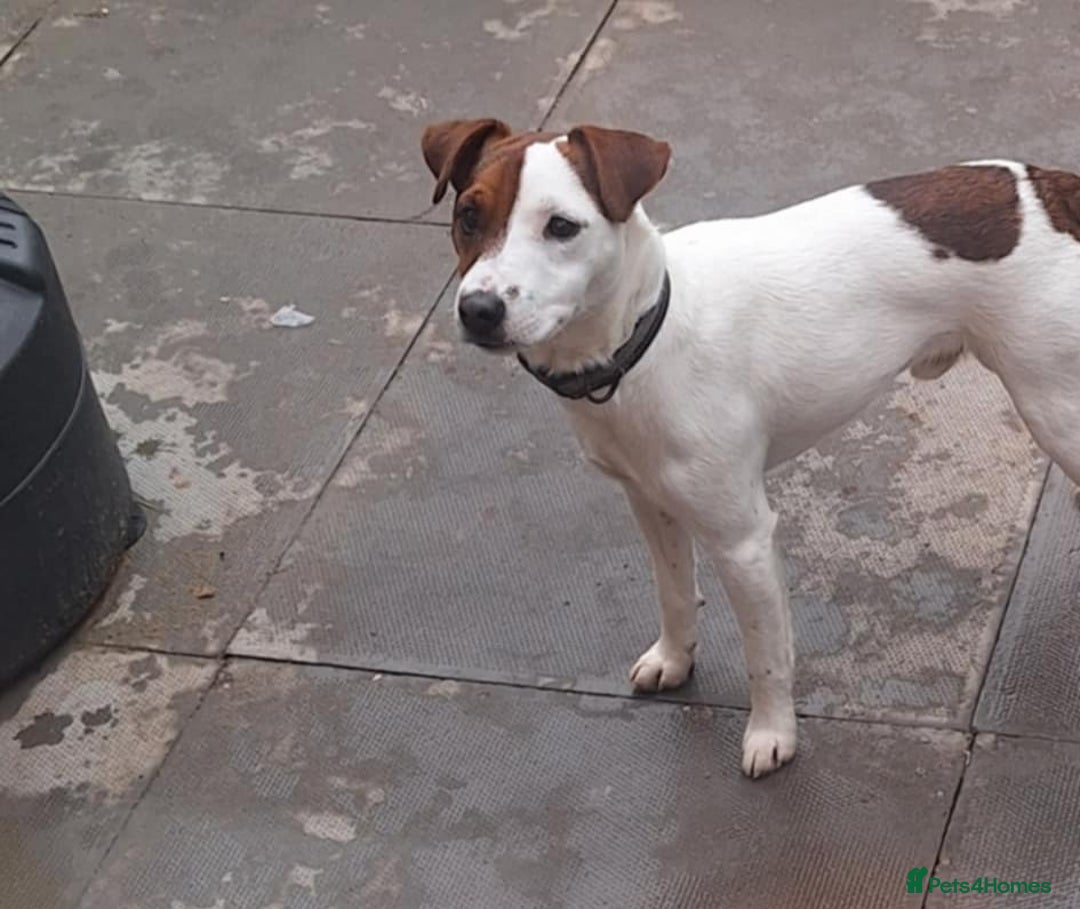 Jack Russell dogs for stud: Stunning Jack Russell Stud - Image 5