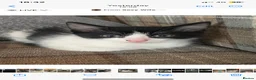 Ragdoll cats for sale: Ragdoll x kittens  - Advert 8