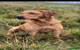 Labrador Retriever dogs for sale: Stunning KC Registered FoxRed/Black Labrador Pups  - Image 23