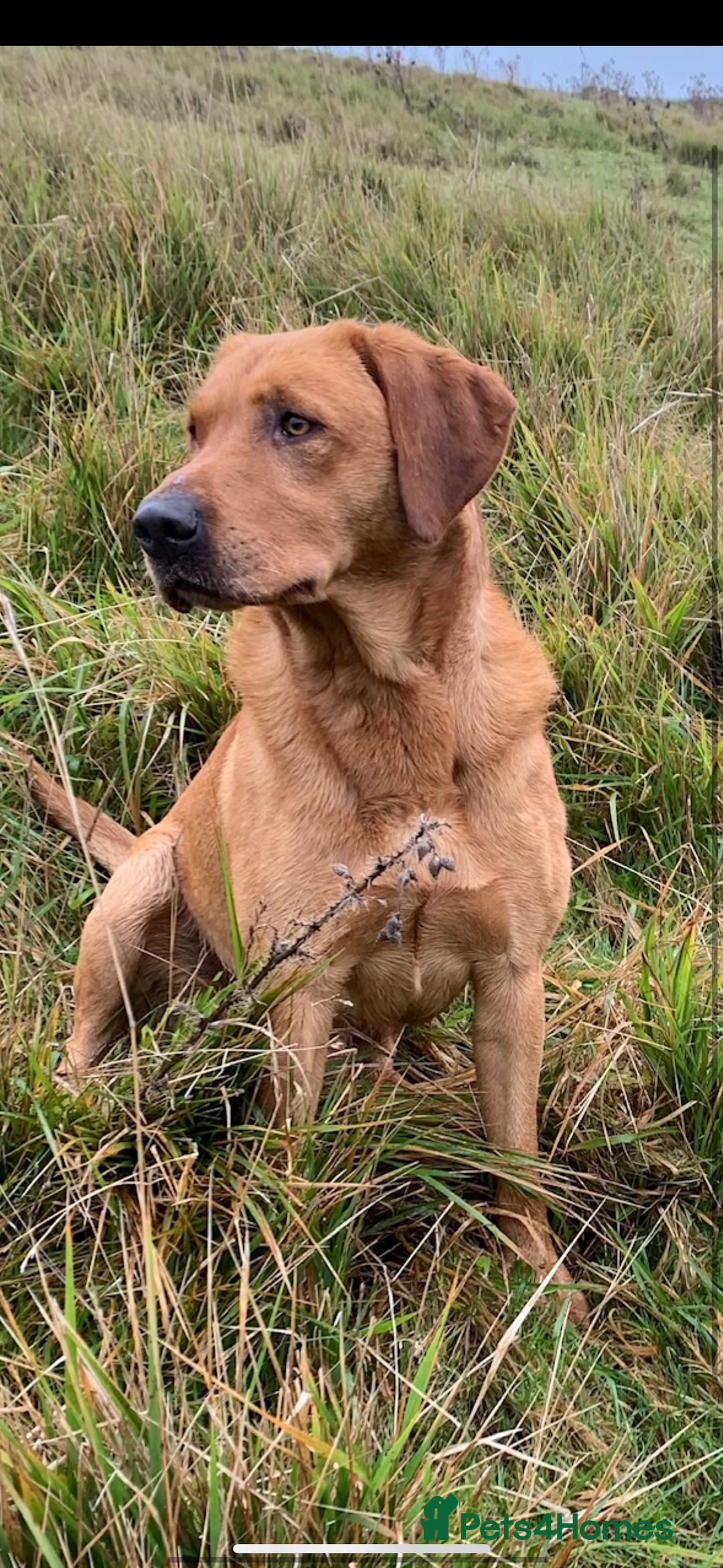 Labrador Retriever dogs for sale: Stunning KC Registered FoxRed/Black Labrador Pups  - Image 23