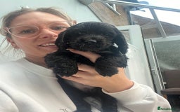 Cocker Spaniel dogs for sale: Only 4 babies left  - Image 9