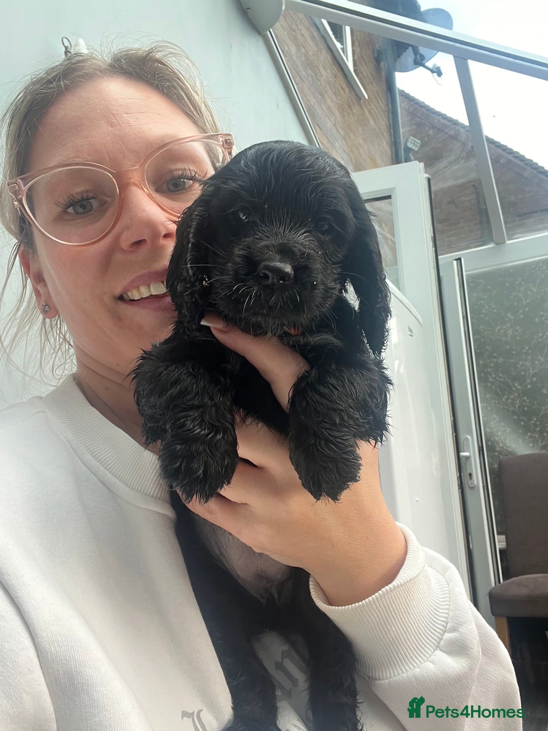 Cocker Spaniel dogs for sale: Only 4 babies left  - Image 9