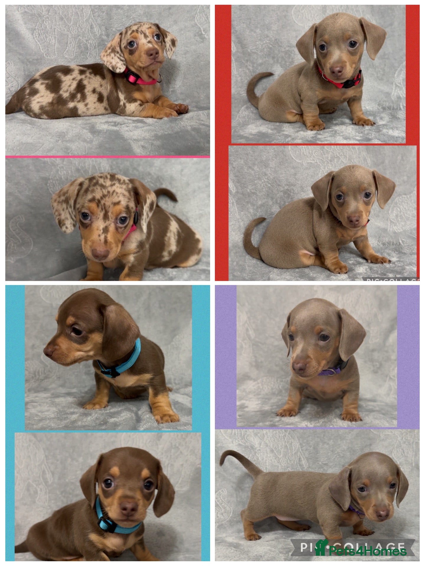 Miniature Dachshund dogs Miniature Dachshund Puppies - Advert 6
