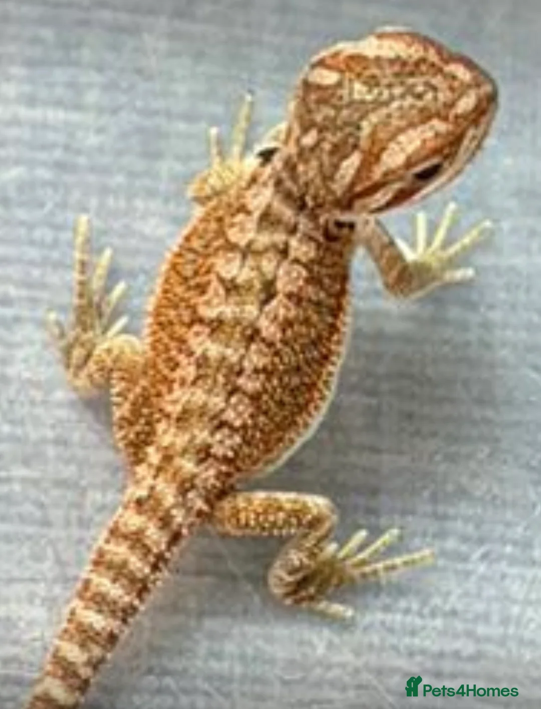 Bearded Dragon reptiles for sale: Baby bearded dragon  - Advert 1