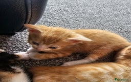 British Shorthair cats for sale: Male and female kittens for sale  - Image 16