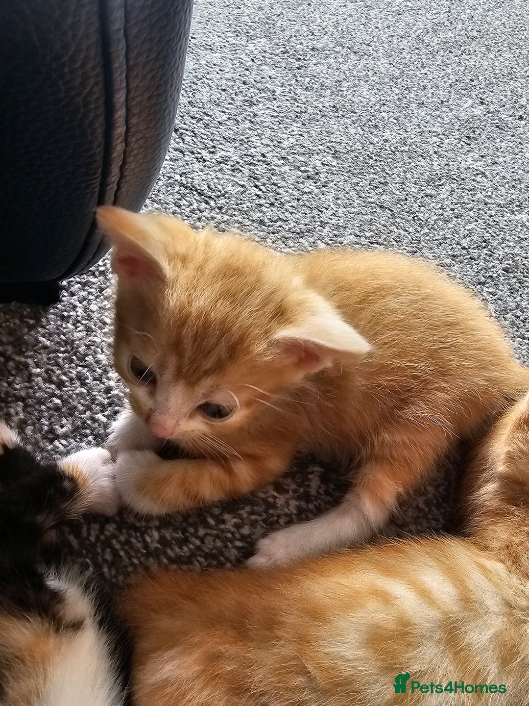 British Shorthair cats for sale: Male and female kittens for sale  - Image 16
