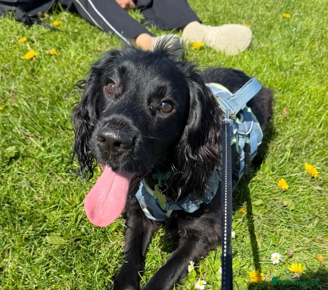 Cocker Spaniel dogs for sale: KC Registered Cocker Spaniel in Prestatyn - Advert 1