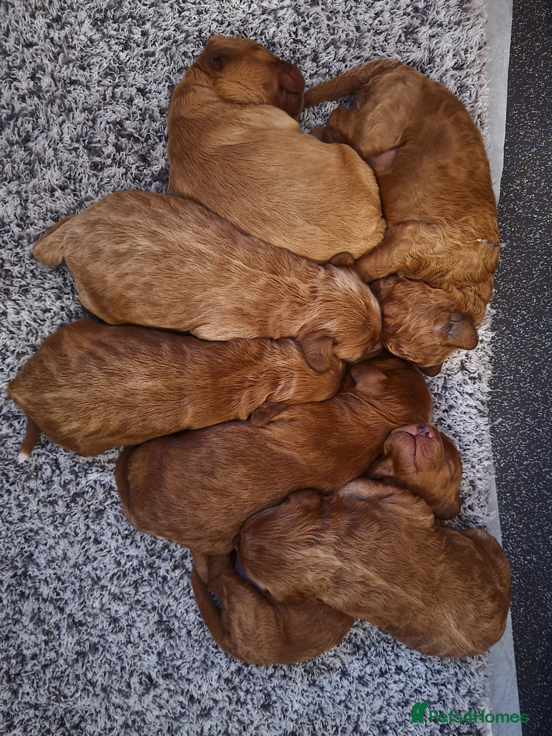 Miniature Poodle dogs for stud: Stunning health tested KC Red Miniature Poodle in Cannock - Advert 32