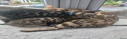 Bengal cats for sale:  Ready NOW!Mixed/x tabby/half bengal kittens💙💚🧡 - Advert 16