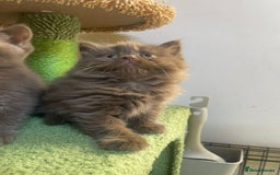 British Longhair cats for sale: Purebred Chocolate British longhair  kittens  - Image 2