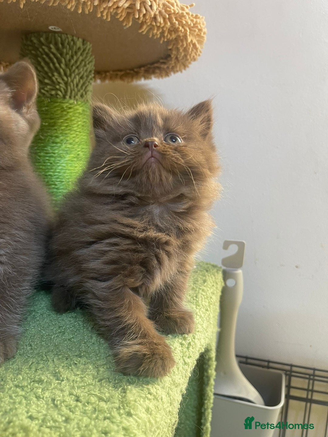 British Longhair cats for sale: Purebred Chocolate British longhair  kittens  - Image 2