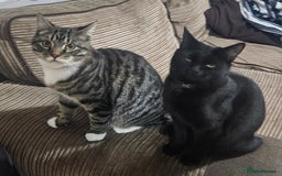 British Shorthair cats for sale: Beautiful 7 month Kitten Brother & Sister - Image 1