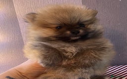 Pomeranian dogs for sale: Boy Pomeranians  - Advert 5