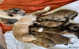Lhasa Apso dogs for sale: Lhasa apso puppies 🐶 - Image 3
