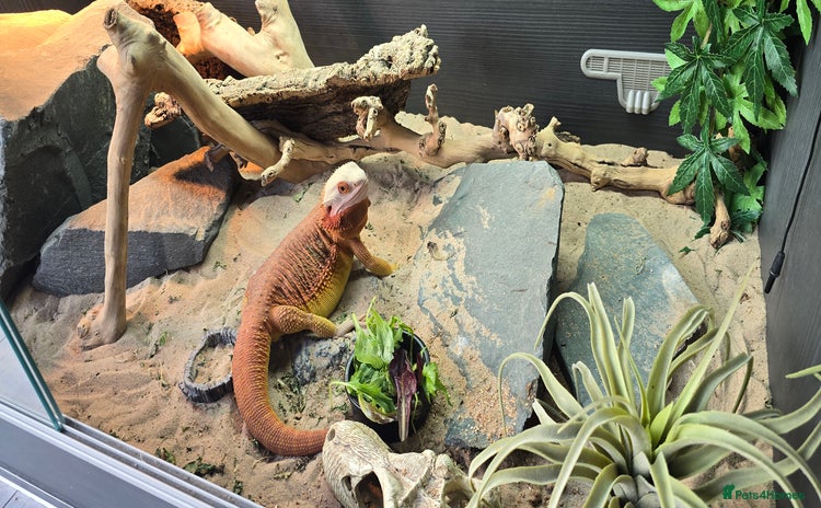 Bearded Dragon reptiles - Advert 11