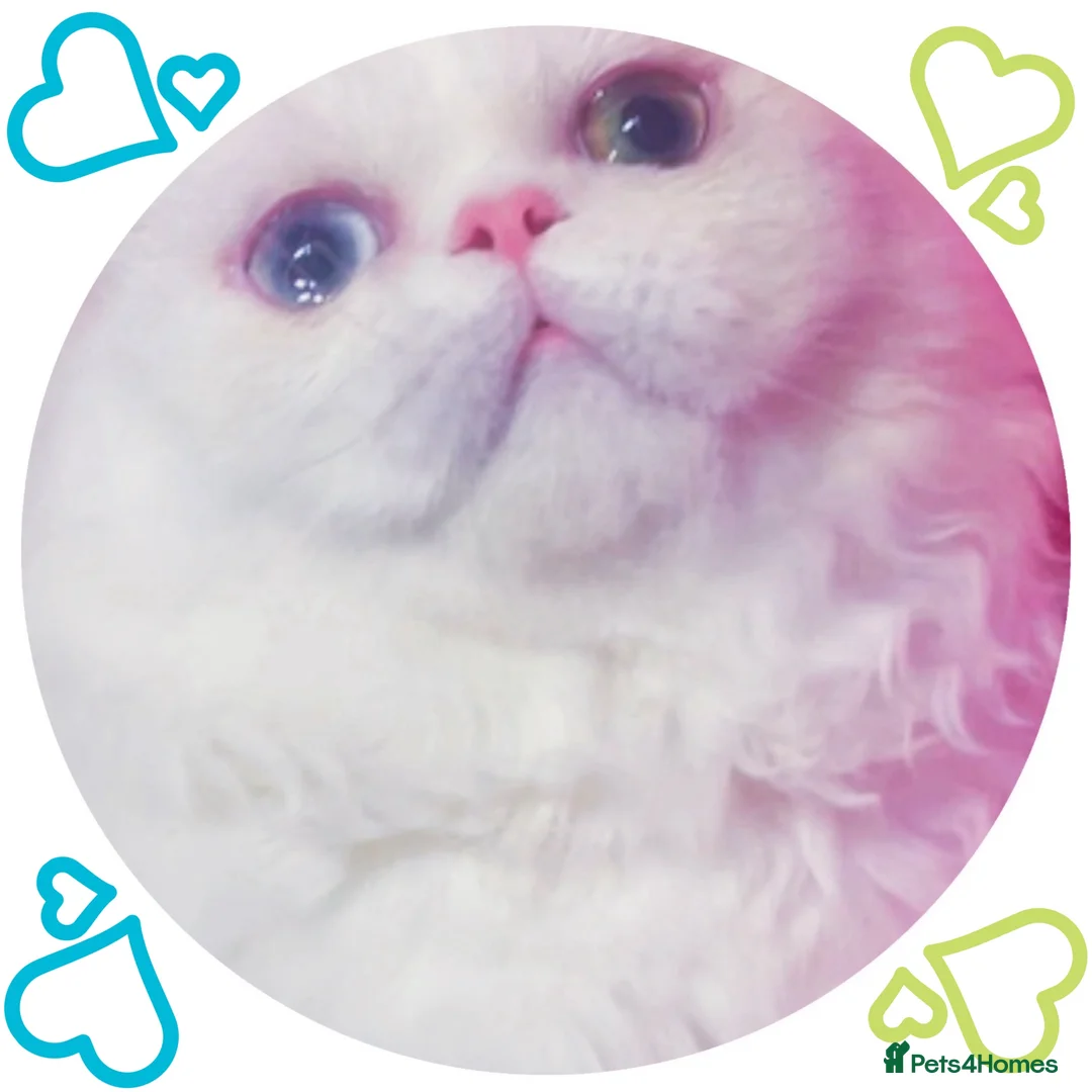 Napoleon cats for sale: White Napoleon Minuet Persian Munchkin Rug hugger - Advert 2