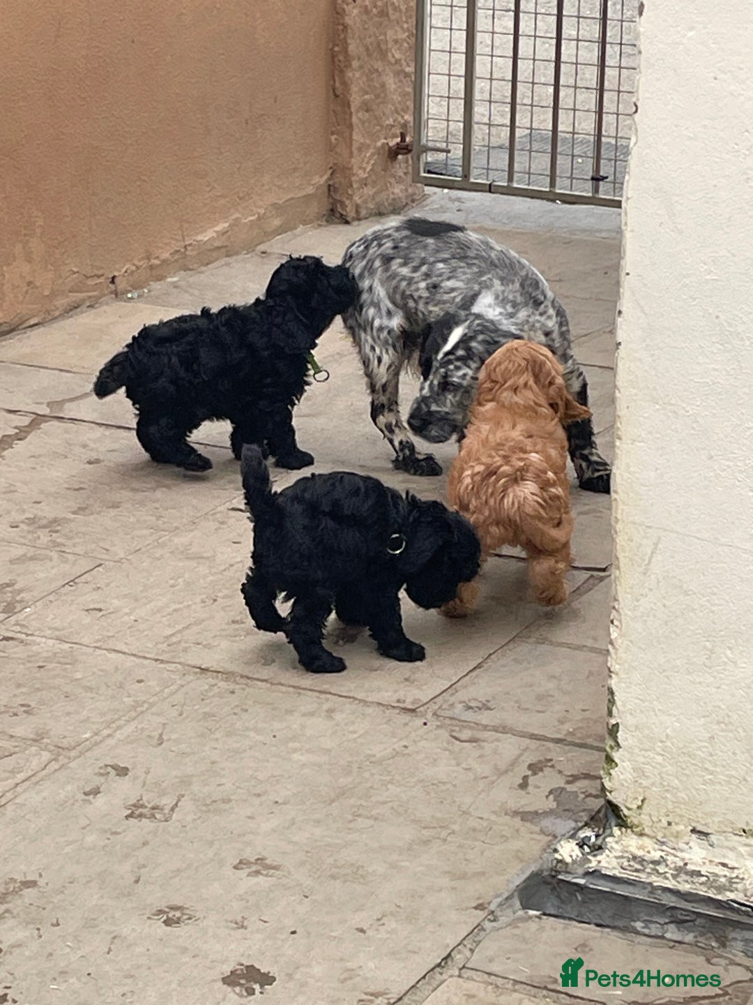 Cockapoo dogs for sale: F1 Cockapoo boys and girls - Image 9