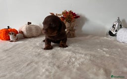 Dachshund dogs for sale: Beautiful Standard Dachshund Puppies  - Image 4