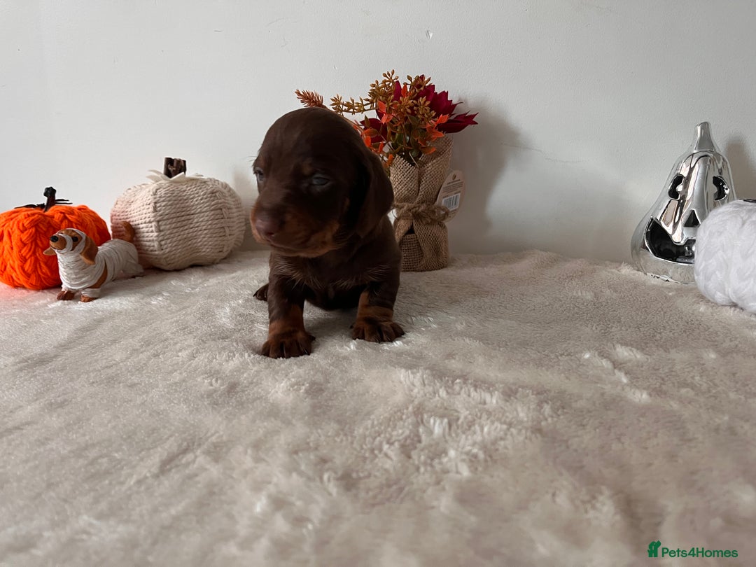 Dachshund dogs for sale: Beautiful Standard Dachshund Puppies  - Image 4