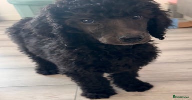 Standard Poodle dogs - Advert 7