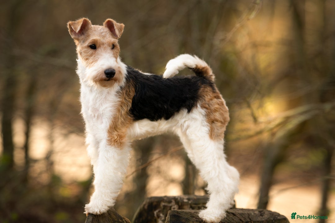 Fox Terrier dogs for sale: Exceptional Wire Haired Fox Terrier Puppies  - Image 8