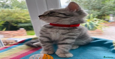 British Shorthair cats - Advert 16