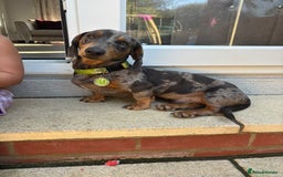 Miniature Dachshund dogs for stud: Miniature dachshund stud dog - Image 5