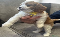 Cavapoo dogs for sale: Beautiful Cavapoo F2 puppies  for sale - Image 15