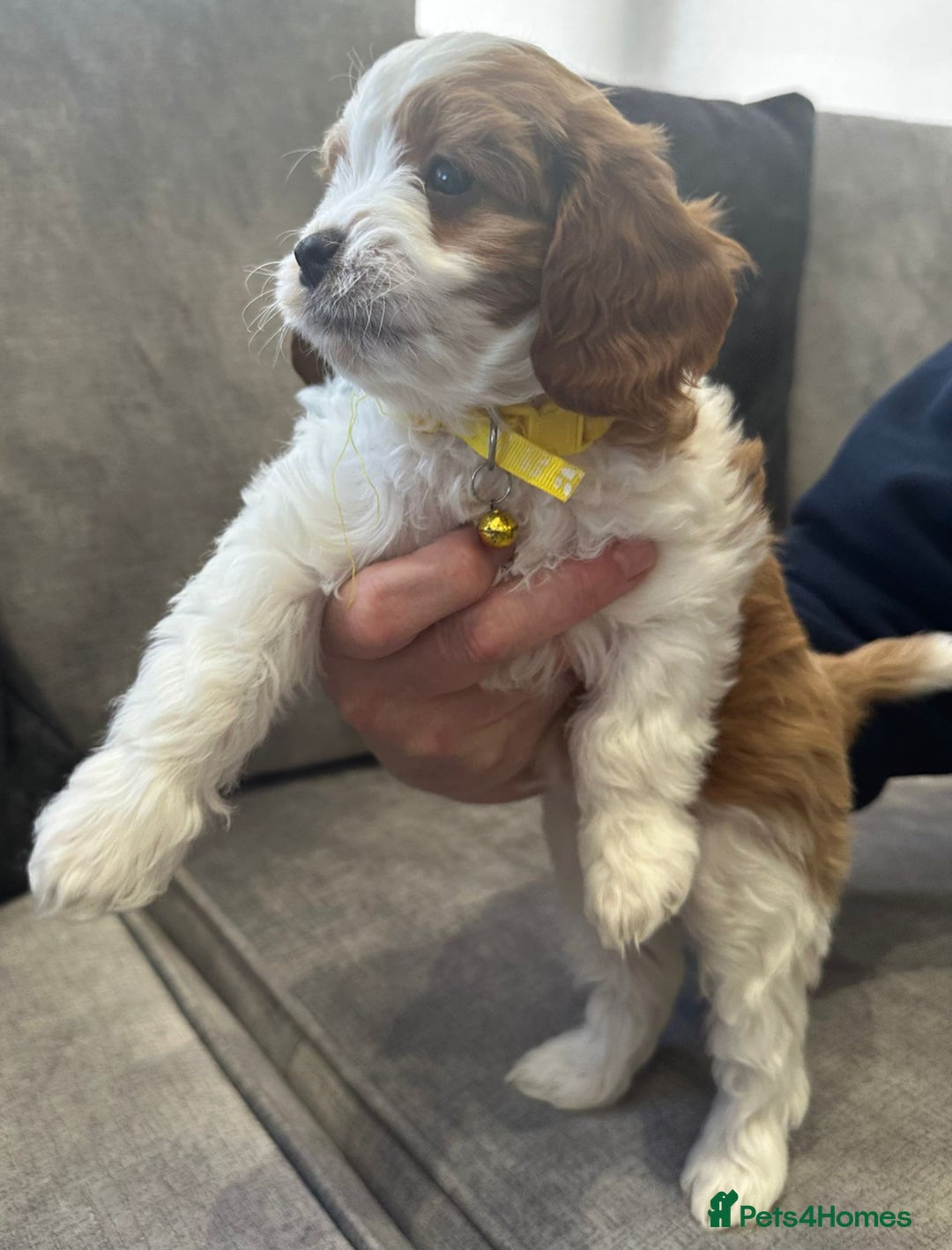 Cavapoo dogs for sale: Beautiful Cavapoo F2 puppies  for sale - Image 15