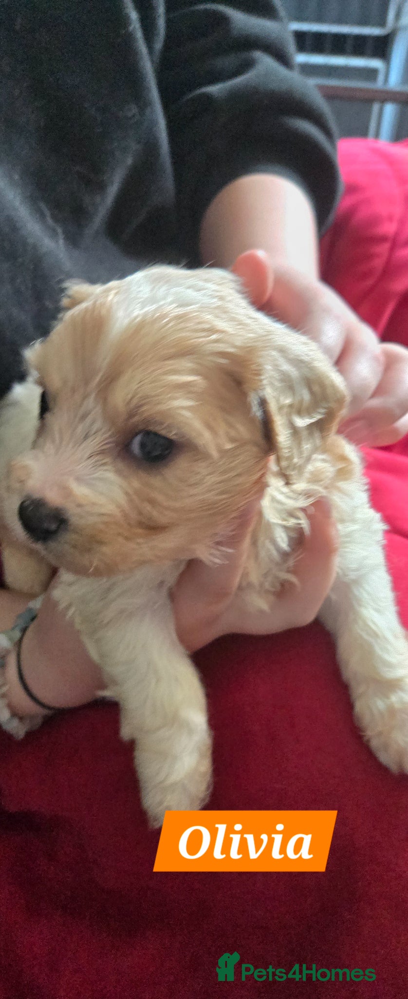 Cavachon dogs Gorgeous Cavachon puppies - Advert 2