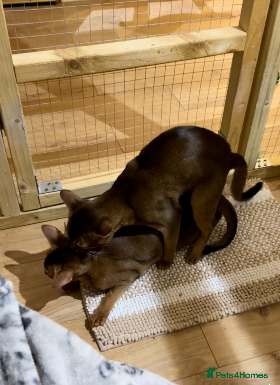 Abyssinian cats for stud: Champion line Aby boy for stud in Romford - Image 10