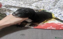 Cocker Spaniel dogs for sale: 6 beautiful working cocker spaniels  - Image 8