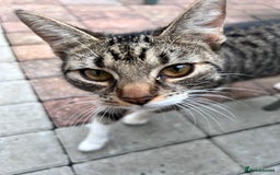 Bengal cats for sale: 4 Bengal kittens  - Image 3