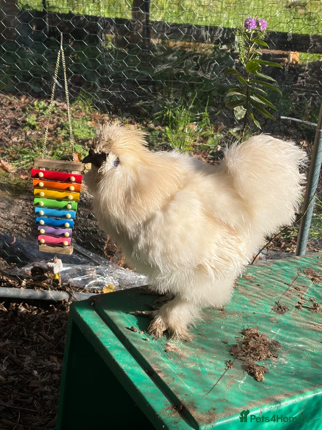 Chickens poultry for sale: Cockerels for sale  in Ringwood - Advert 2