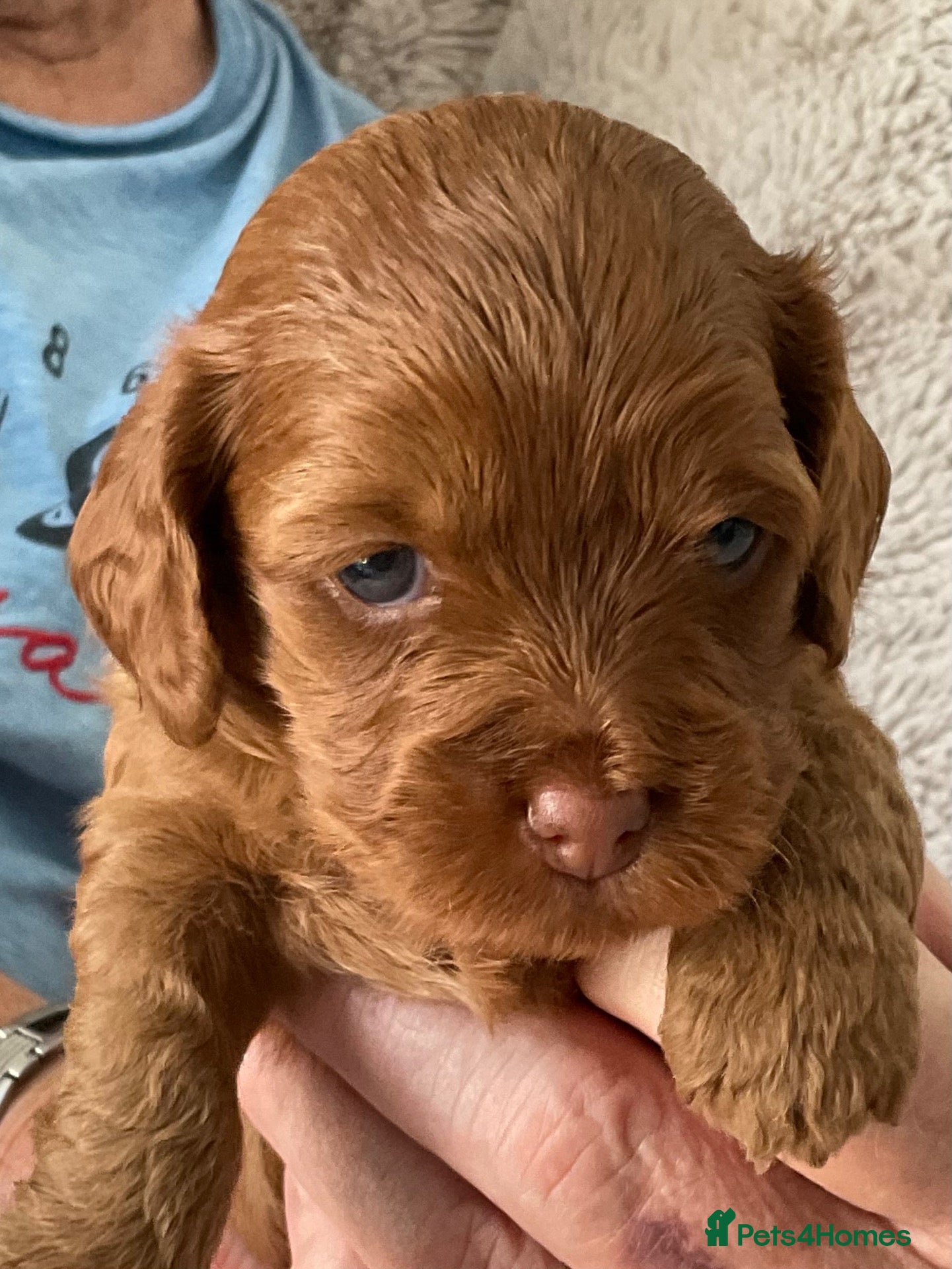 Cockapoo dogs Tiny Asian poodle cross pups teddy bear cute faces - Advert 1
