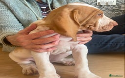 Bracco Italiano dogs for sale: 🌟Top Breeder 2021,22,23,24,25🌟 - Image 3