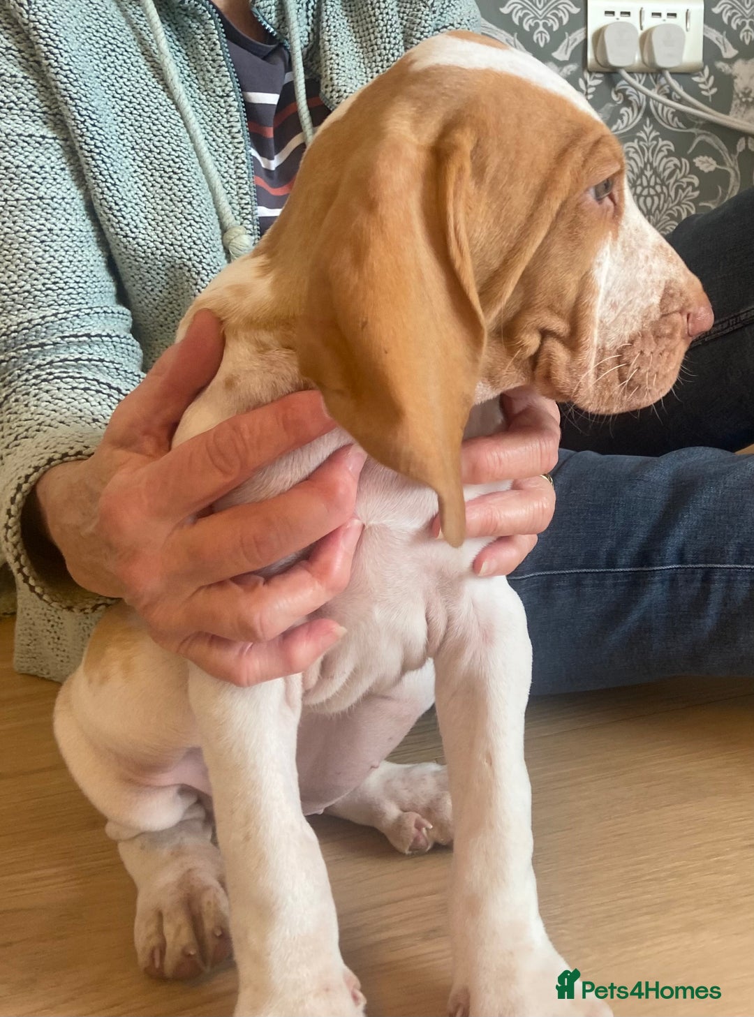 Bracco Italiano dogs for sale: 🌟Top Breeder 2021,22,23,24,25🌟 - Image 3
