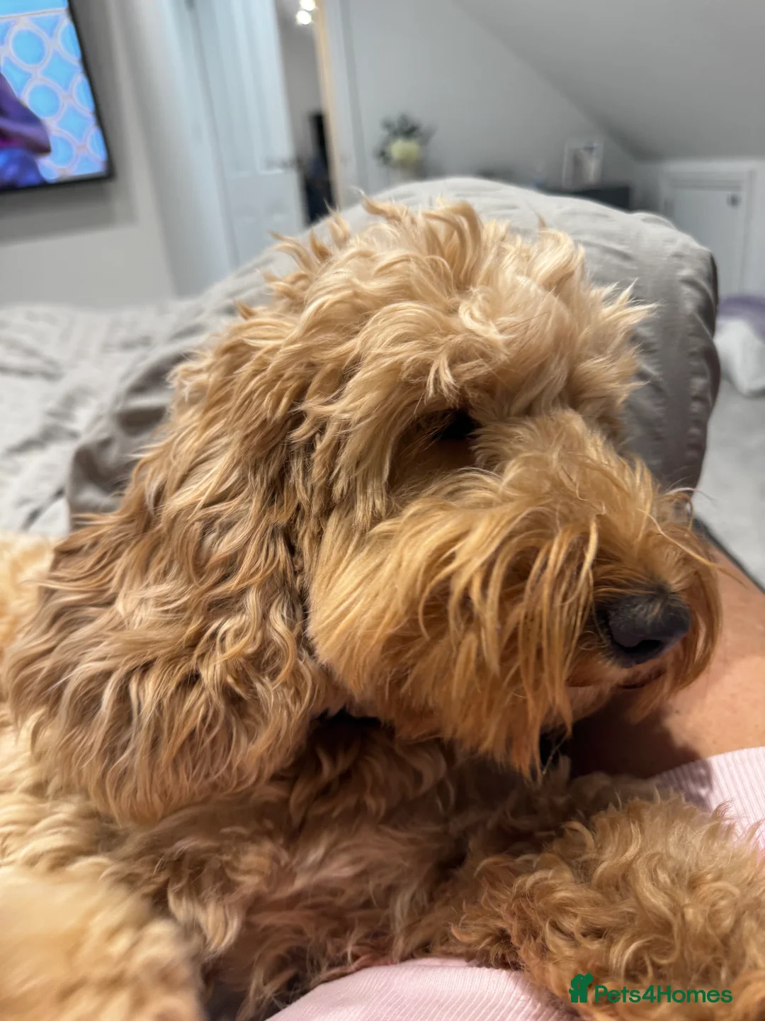 Cockapoo dogs for sale: Honey  - Advert 2