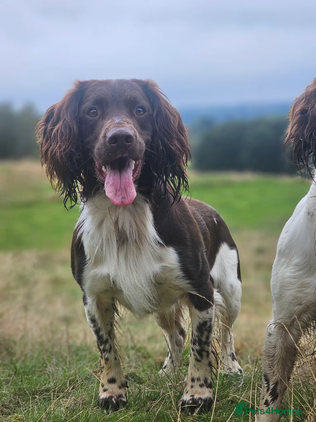 English Springer Spaniel dogs for stud: English Springer Spaniel Stud in Derby - Advert 3