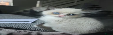 Ragdoll 1