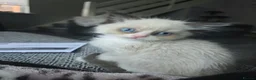 Ragdoll cats for sale: Beautiful ragdoll boy - Advert 3