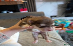 Alaskan Malamute dogs for sale: KC Alaskan malamute puppies champion lines - Image 27