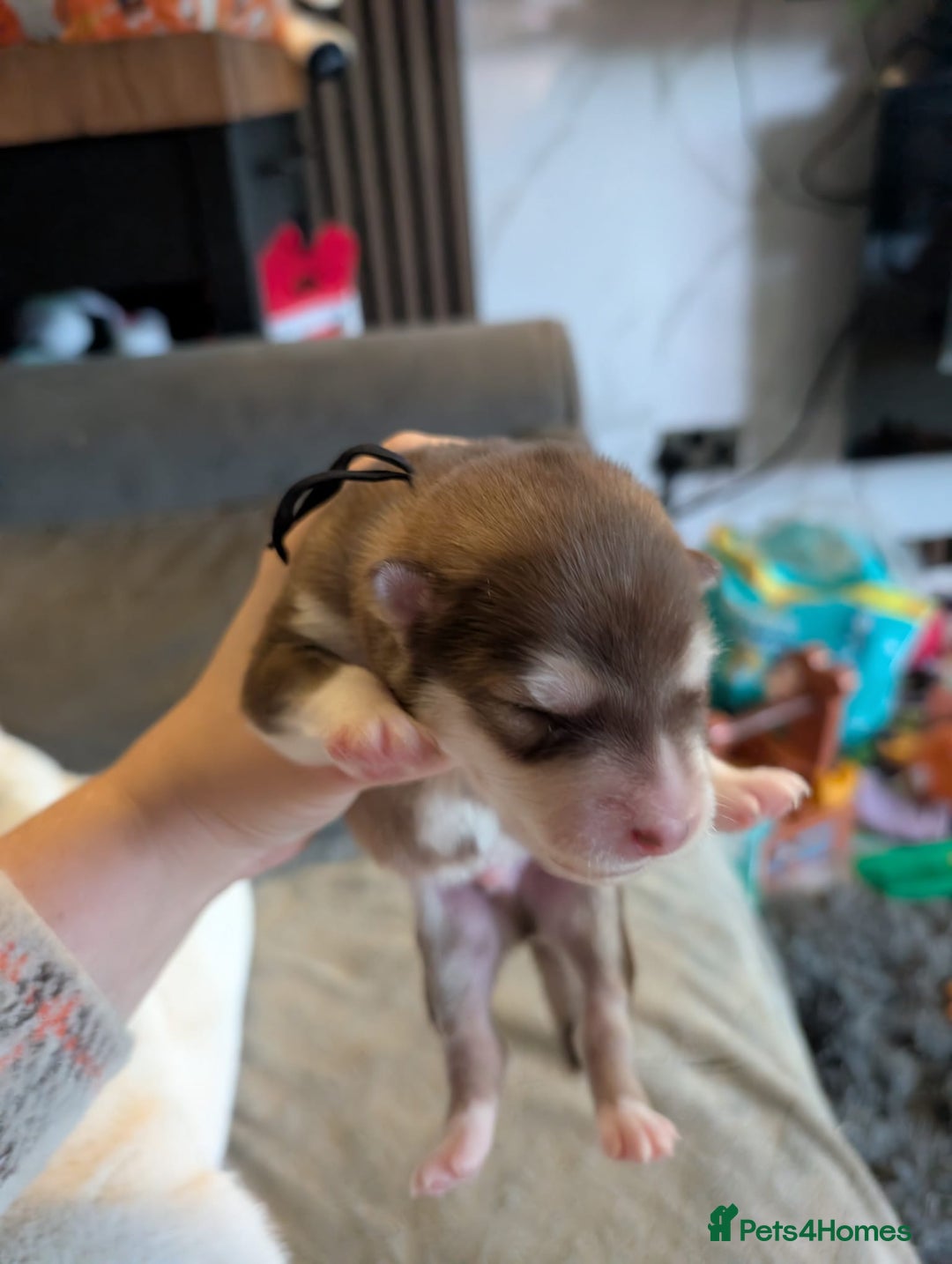 Alaskan Malamute dogs for sale: KC Alaskan malamute puppies champion lines - Image 27