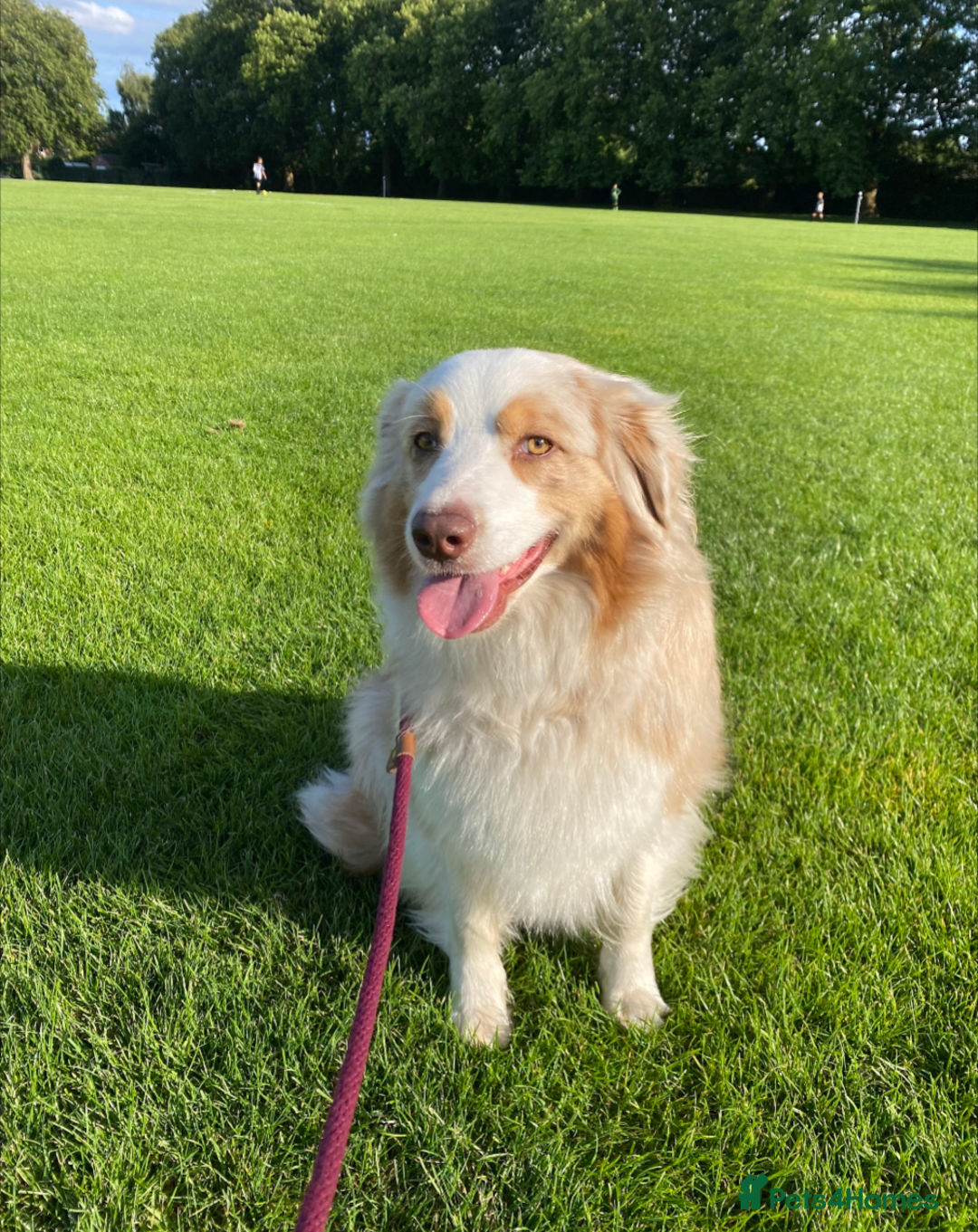 Australian Shepherd dogs for sale: 2 Female Australian Shepherd Puppies - Image 11